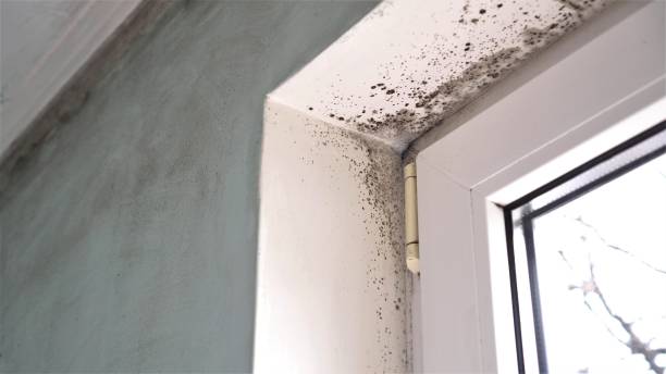 Best Industrial Mold Remediation in Hawthorne, NY