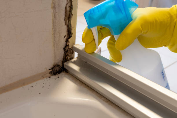 Best Basement Mold Remediation in Hawthorne, NY